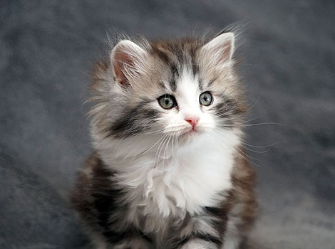 Shadow am 19.06.2025